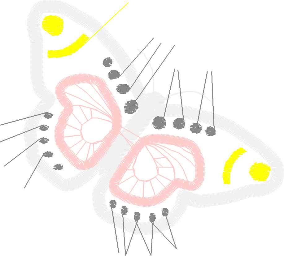 Butterflies 19  (1)