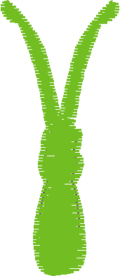 Butterflies 20   Victorian (20)