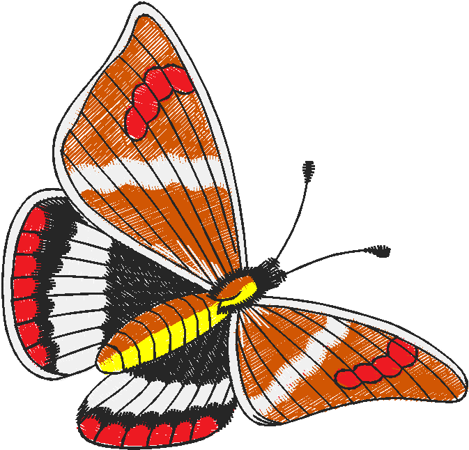 Butterflies 21  (22)