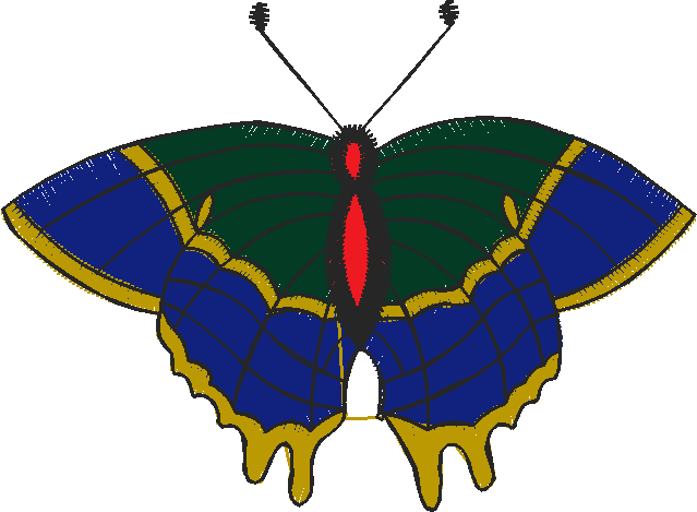 Butterflies 23 (14)