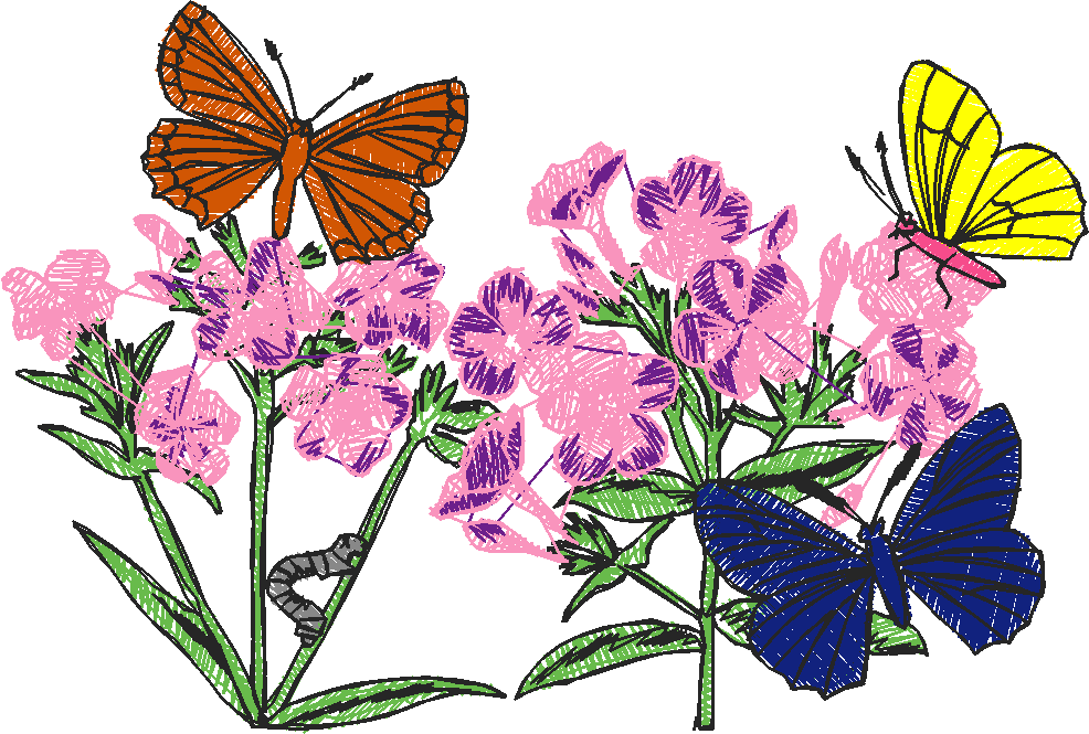 Butterflies 24 (14)