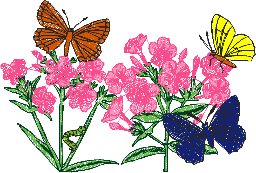Butterflies 24 (15)