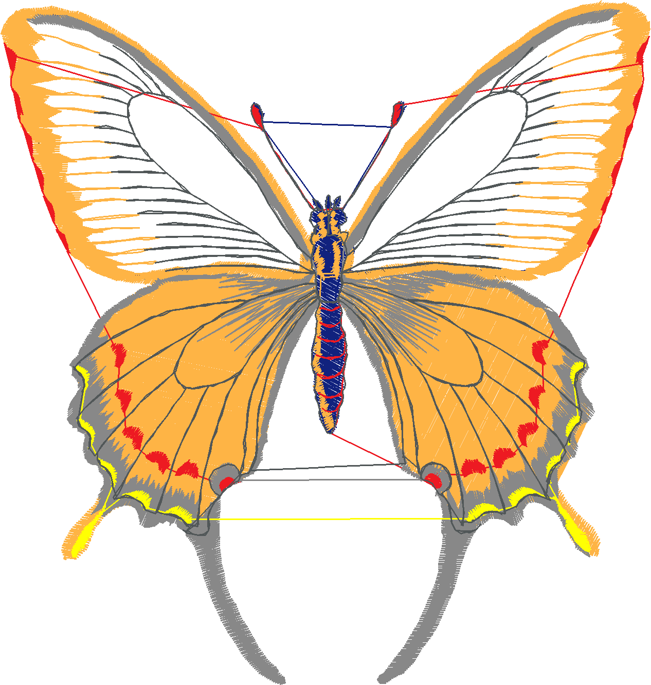 Butterflies 24 (2)