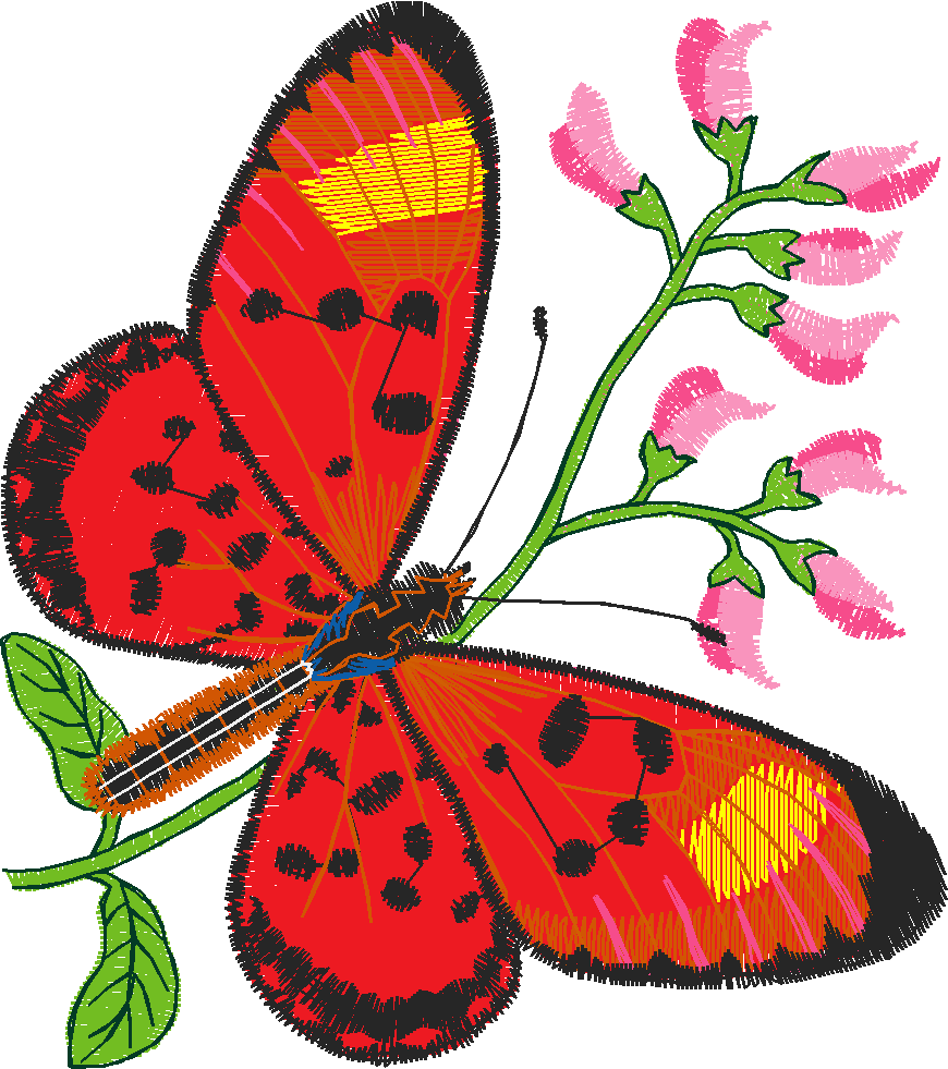 Butterflies 24 (24)