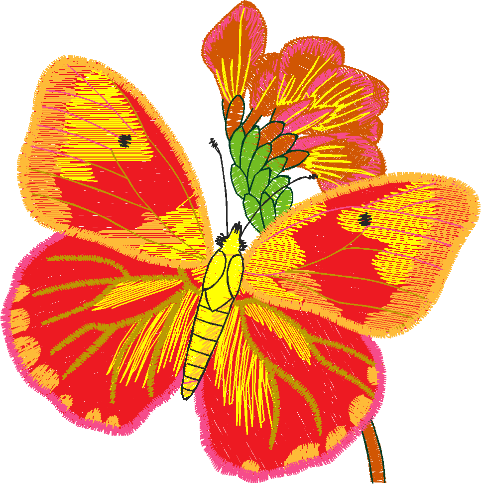 Butterflies 24 (32)