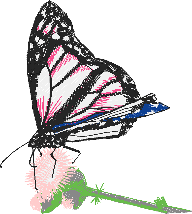 Butterflies 27 (26)