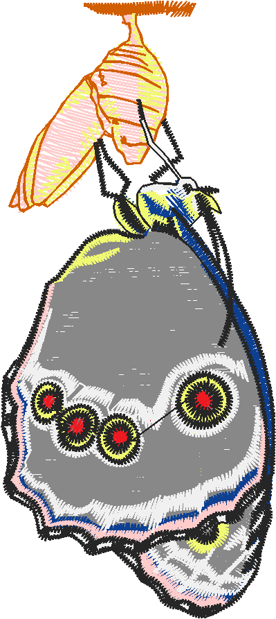 Butterflies 27 (29)