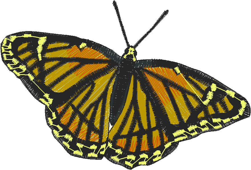 Butterflies 28 (10)