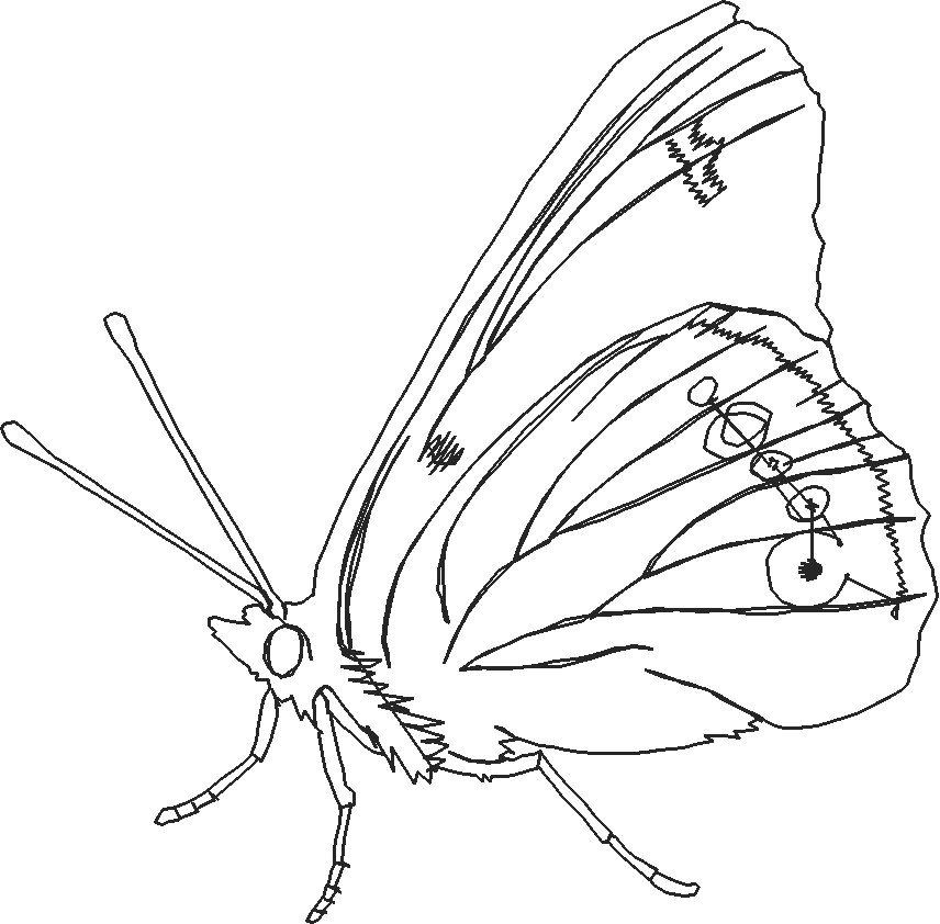 Butterflies 28 (12)