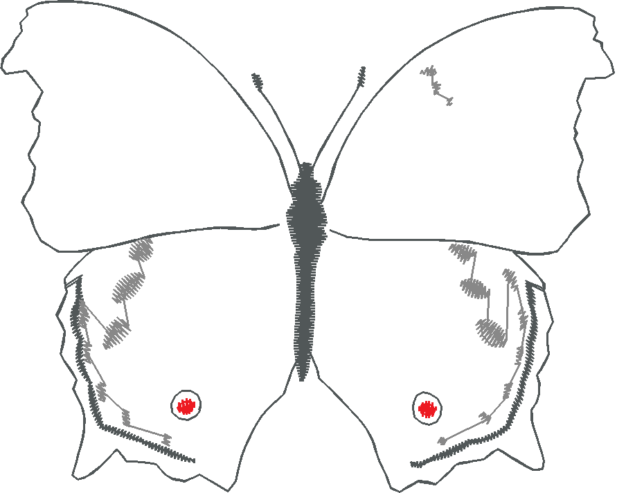 Butterflies 28 (15)