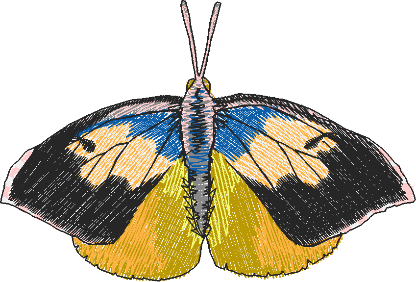 Butterflies 28 (16)
