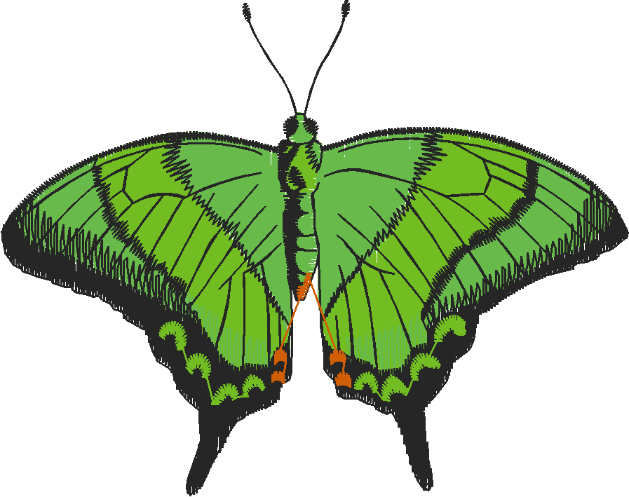 Butterflies 28 (18)