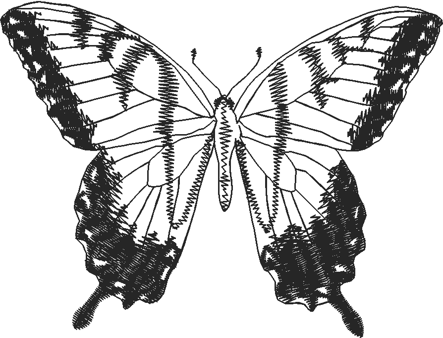 Butterflies 28 (2)