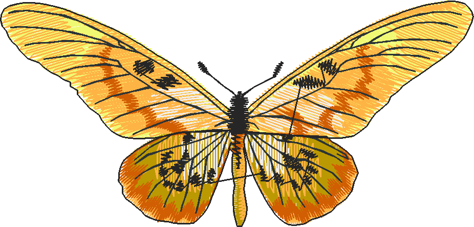Butterflies 28 (5)