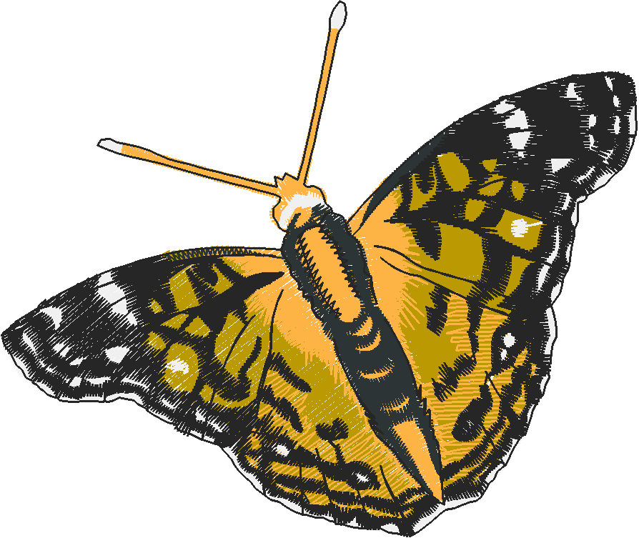 Butterflies 28 (8)