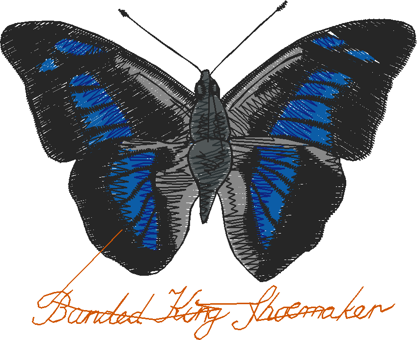 Butterflies 3  (11)