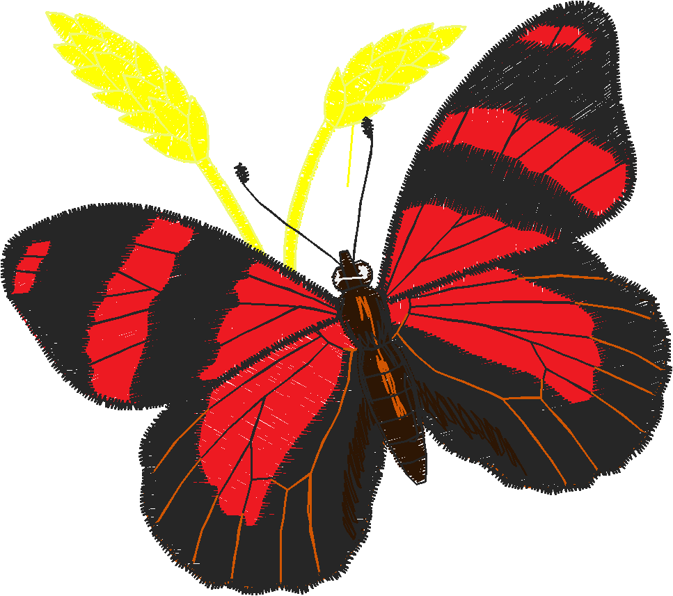 Butterflies 5  (4)