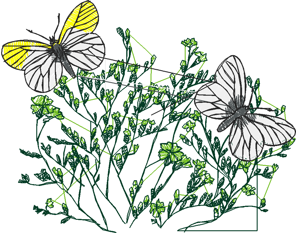 Butterflies 6  (5)