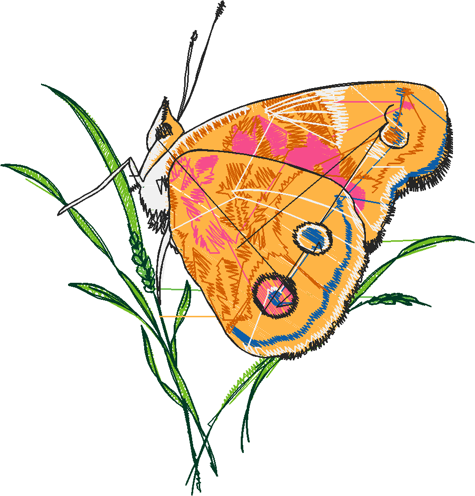 Butterflies 6  (9)
