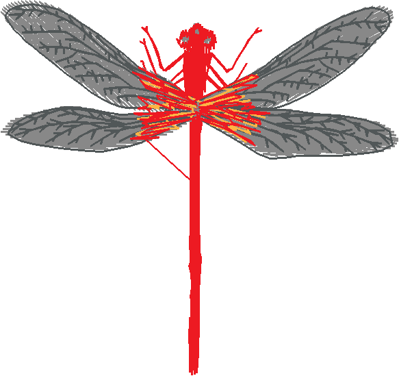 Butterflies & Dragonflies 1  (23)