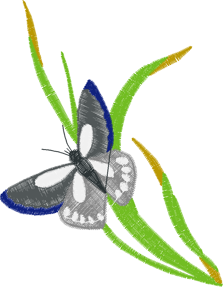 Butterflies & Insects 1  (55)