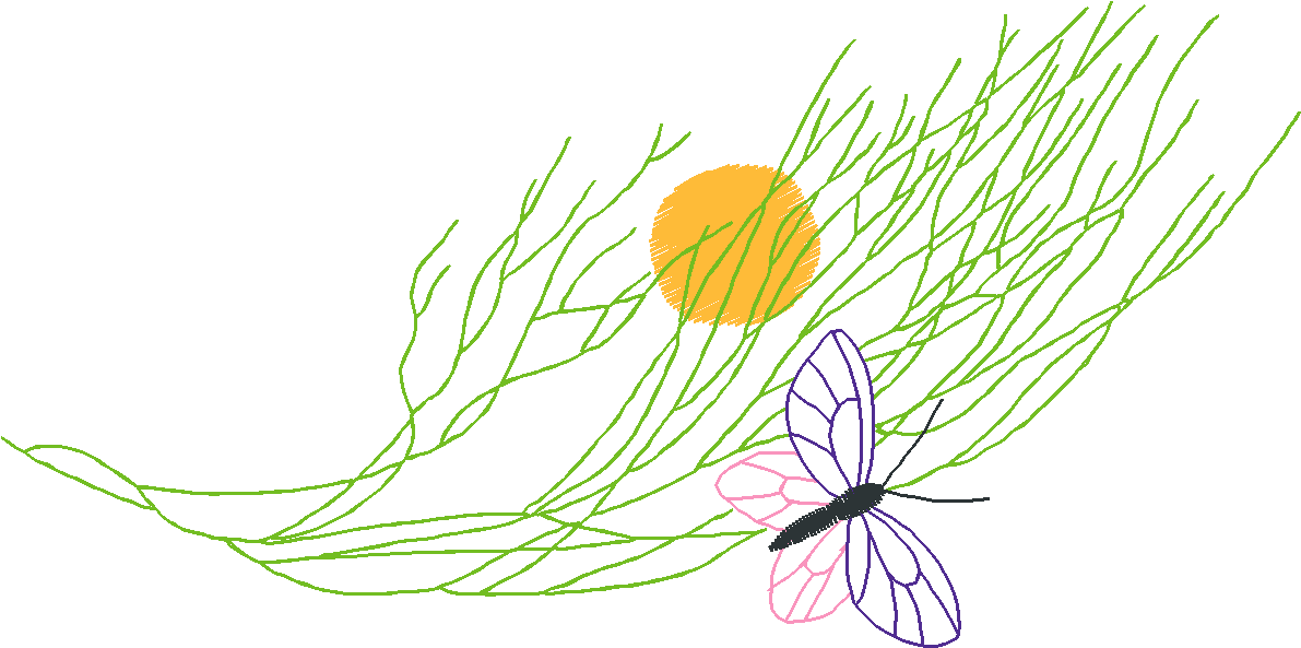 Butterflies & Insects 1  (89)