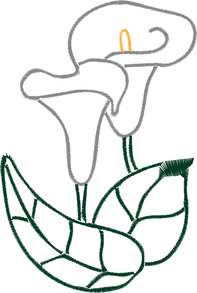 Cala Lillies 1  (2)