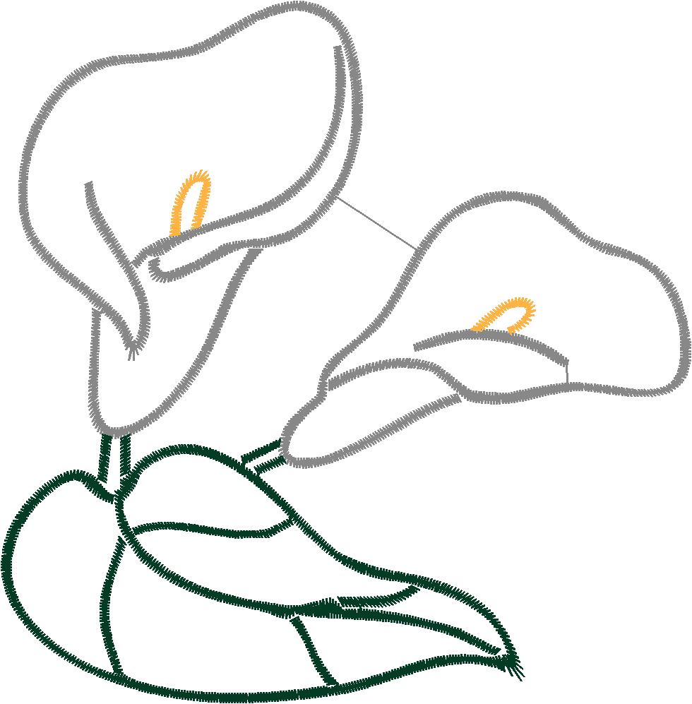 Cala Lillies 1  (6)