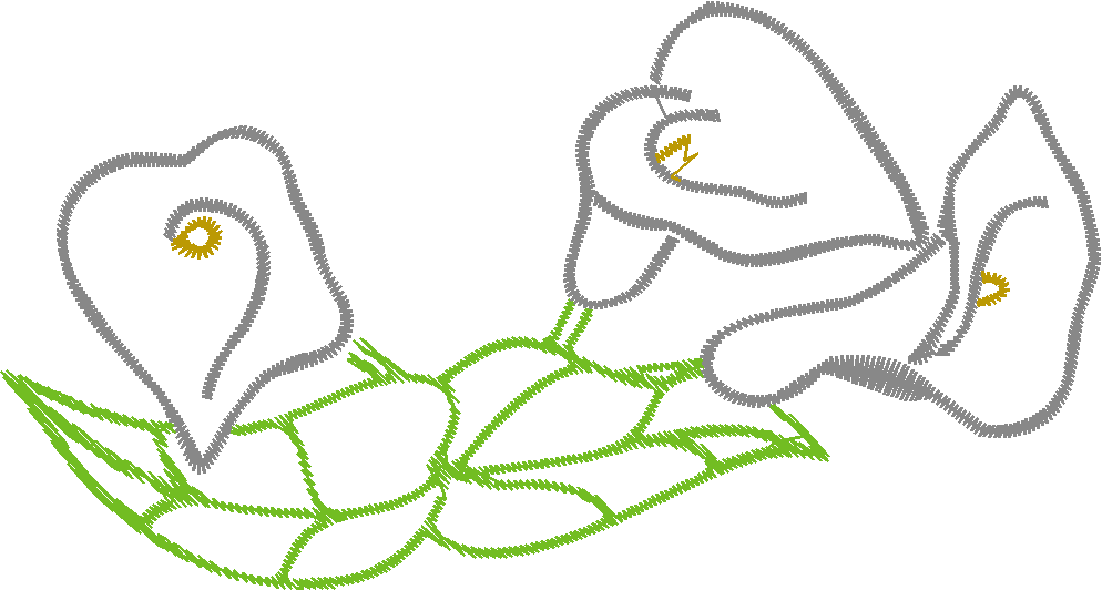 Cala Lillies 2  (1)