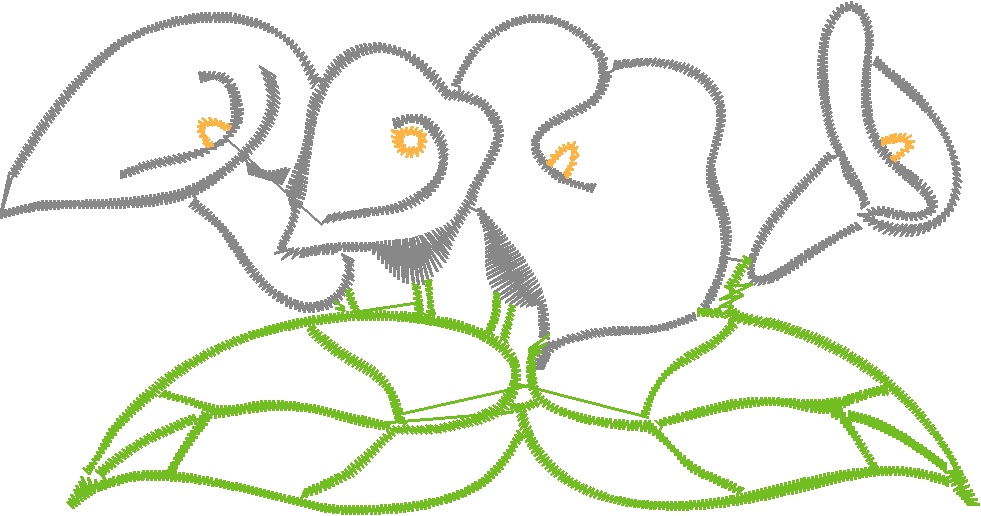 Cala Lillies 2  (10)