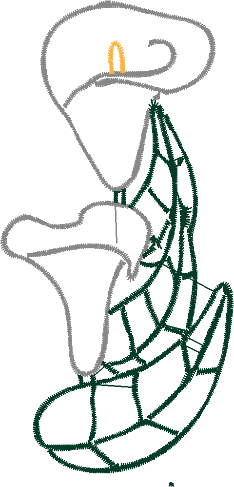 Cala Lillies 2  (7)