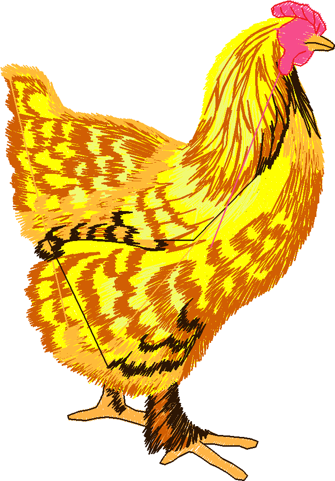 Chickens and  Roosters