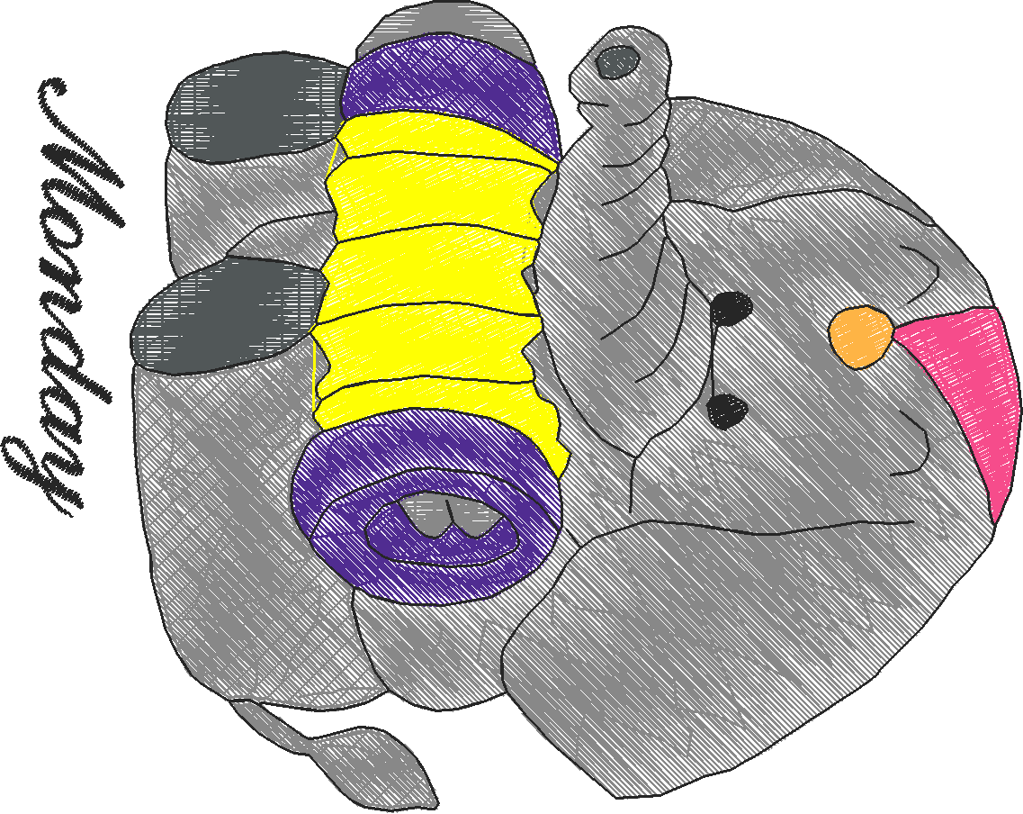 Days Of The Week   Elephants  (1)