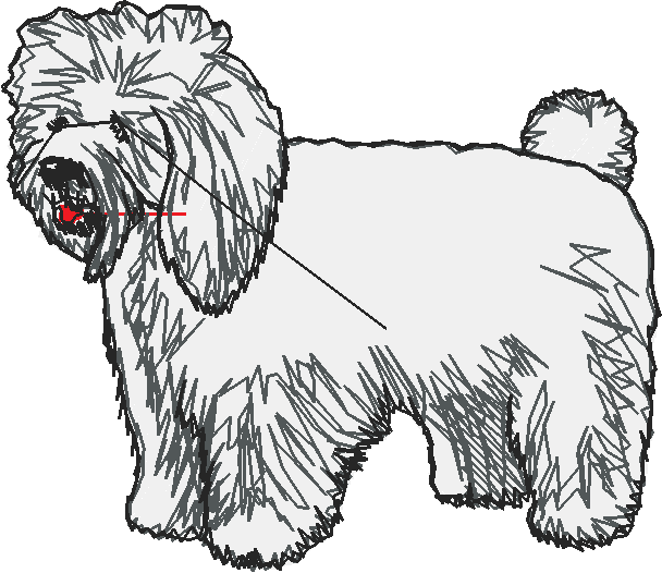 Dogs 1  (30)