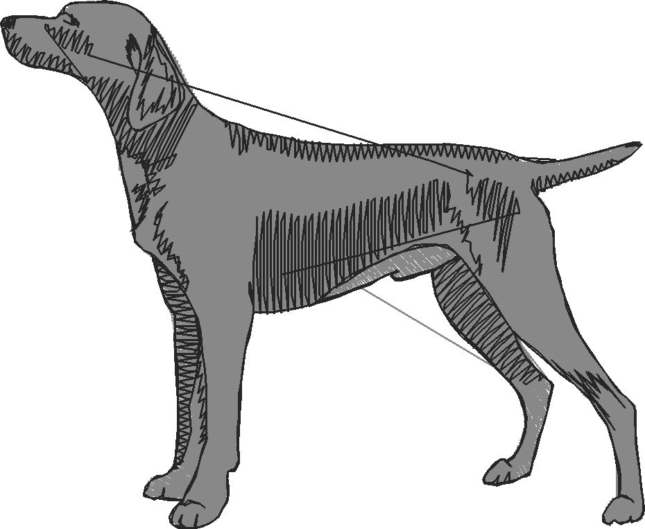 Dogs 1  (39)