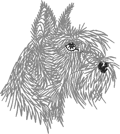Dogs 13  (11)