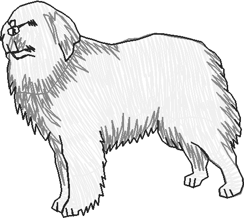 Dogs 13  (20)