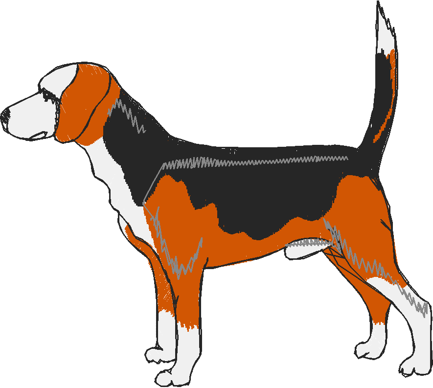 Dogs 15  (9)