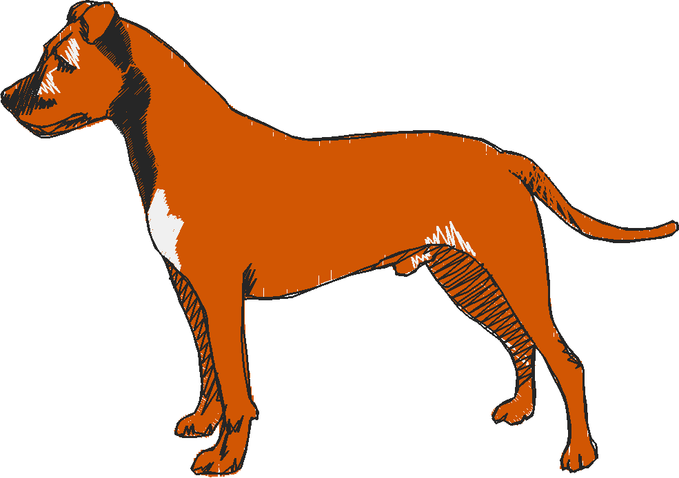 Dogs 16  (13)