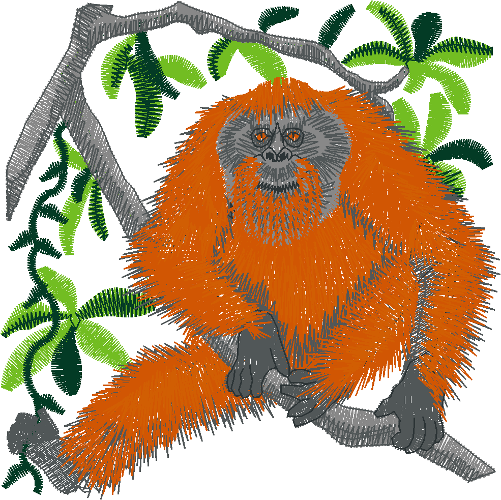 Orang Utan