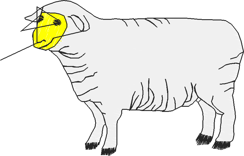 Lamb#