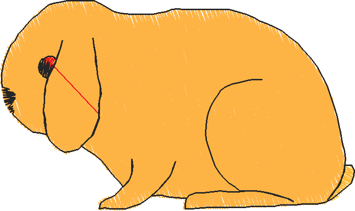 Lop Ear