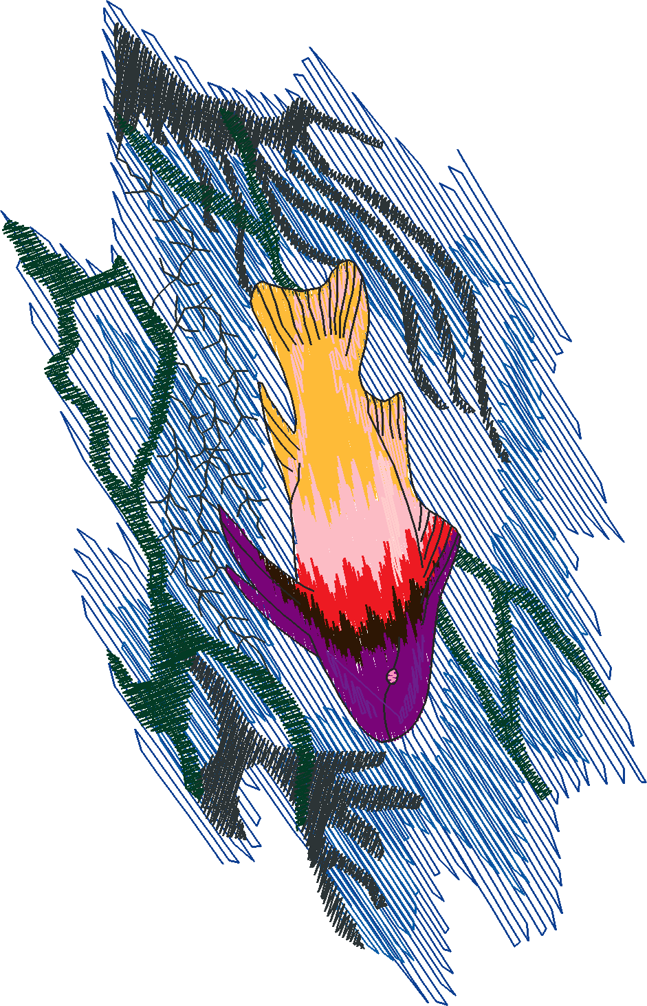 Fish 5  (7)
