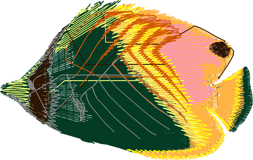Fish 6  (5)