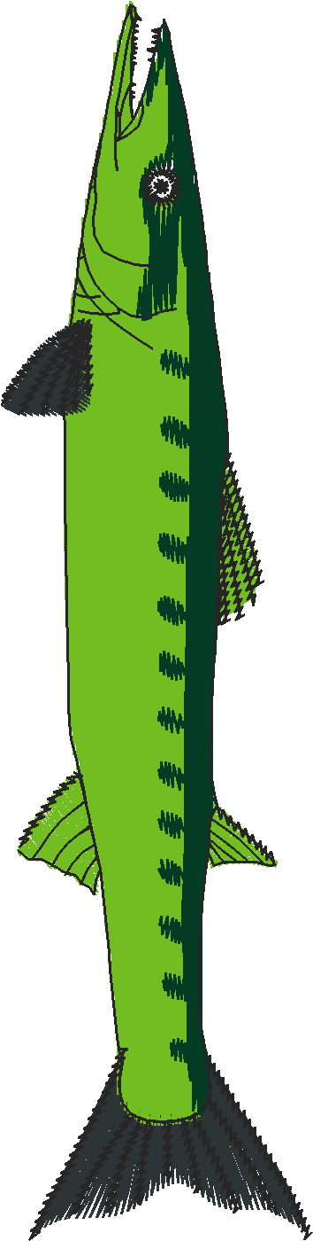 Fish 8  (18)