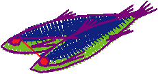 Fishy 1  (92)