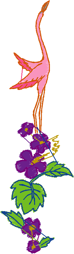 Flamingos  (3)