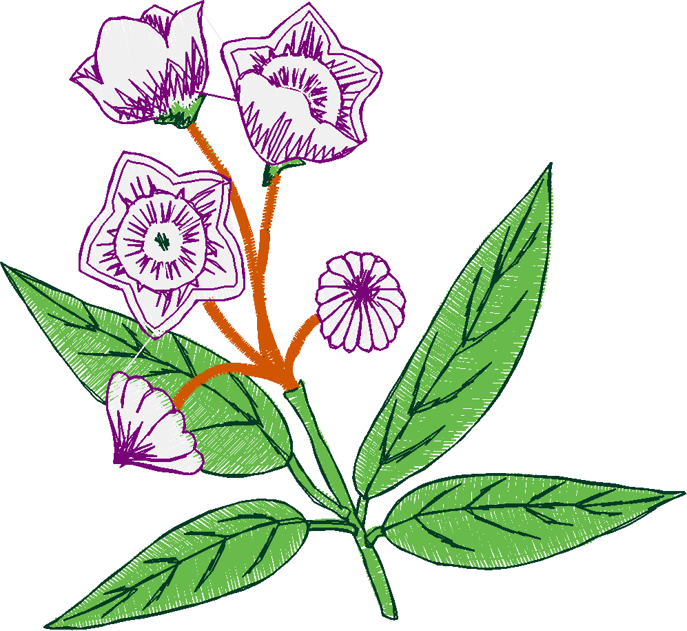 Floral 100 (2)
