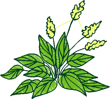 Floral 168 (31)