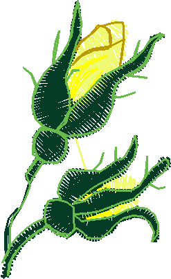 Floral 178 (87)